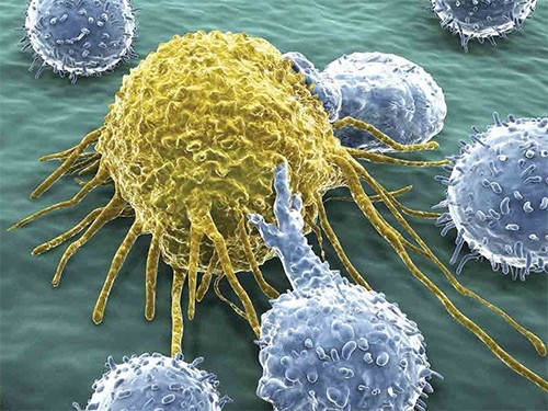 tcell_500x375